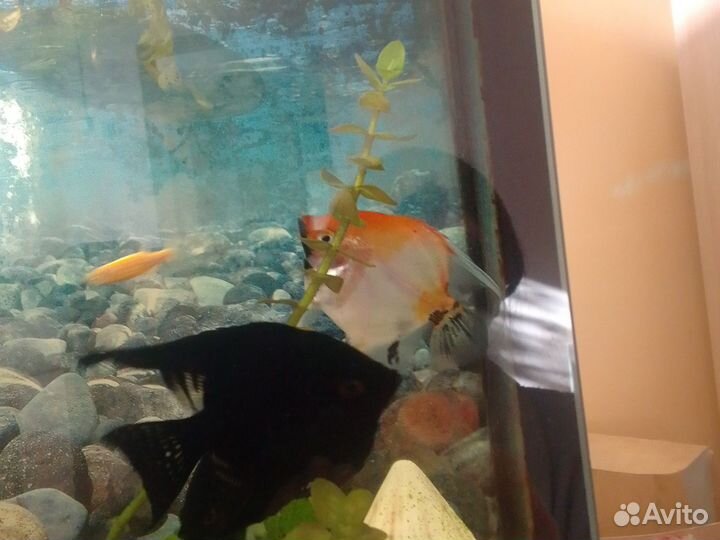 Рыба Скалярия