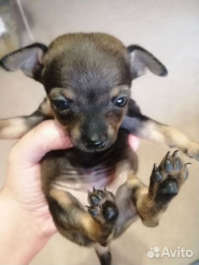 Русский той-терьер мини