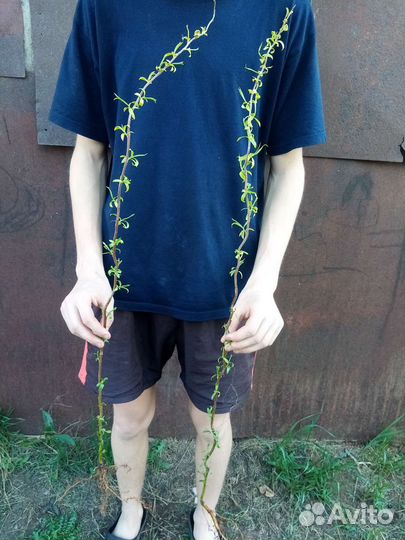 Ива извилистая большие саженцы и дерен пестролистн