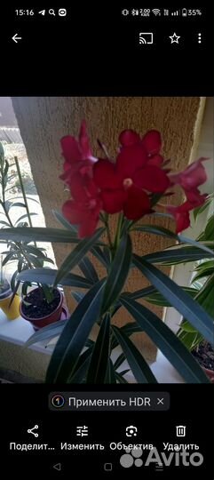 Комнатные цветы 15.04