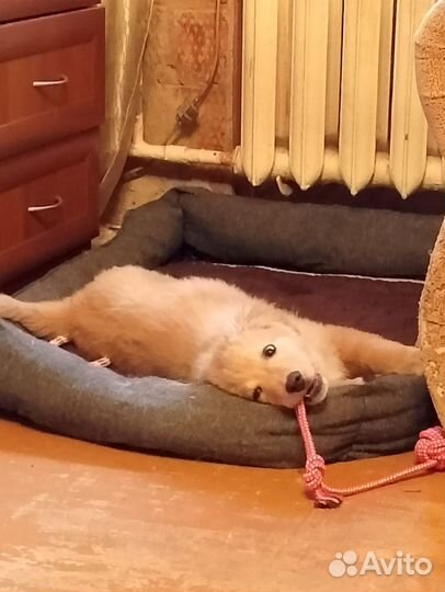 Щенок ищет семью