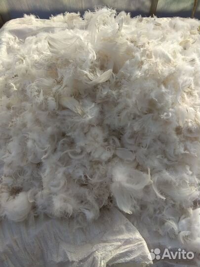 Гусиное перо