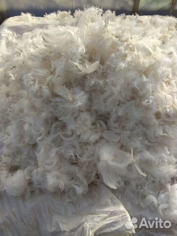 Гусиное перо