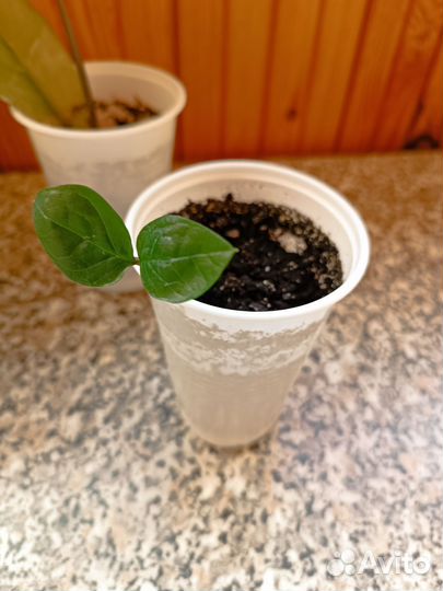 Замиокулькас / долларовое дерево