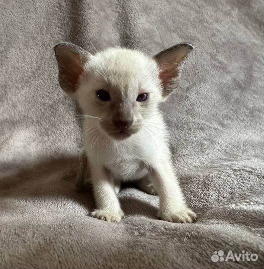 Ориентальные котята