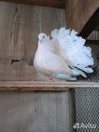 Голуби павлины