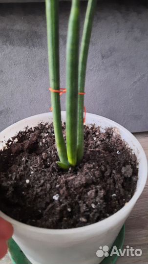 Сансевиерия цилиндрика