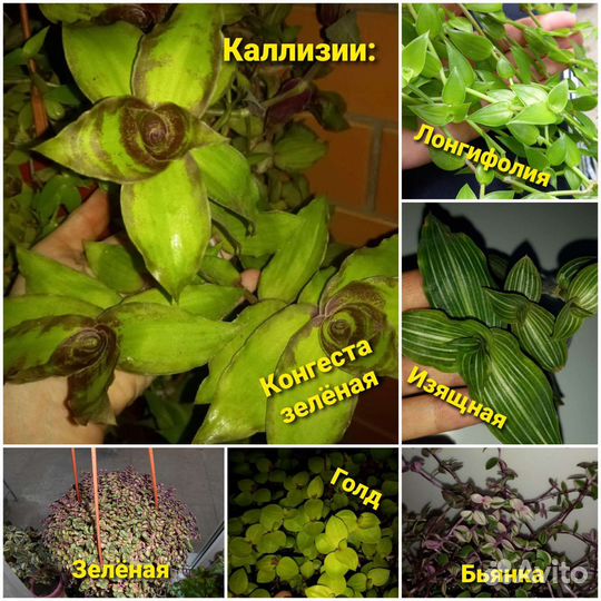 Каллизии традесканции