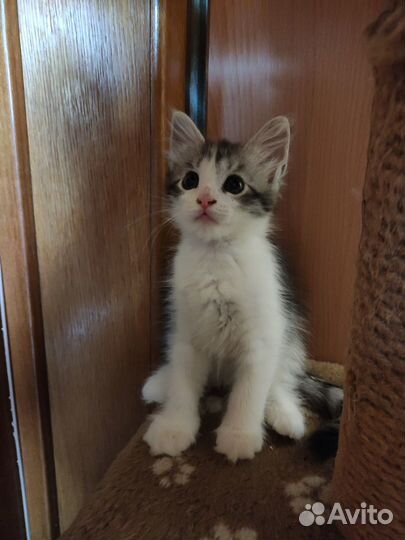 Котëнок кошечка