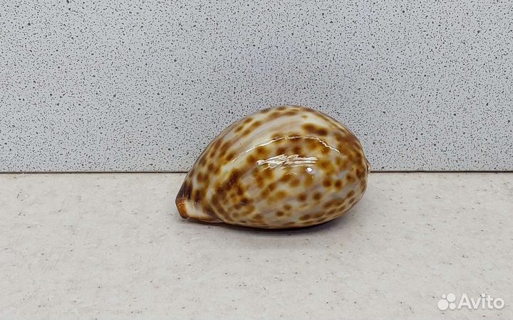 Ципрея Пантерина 6,1 морская ракушка раковина