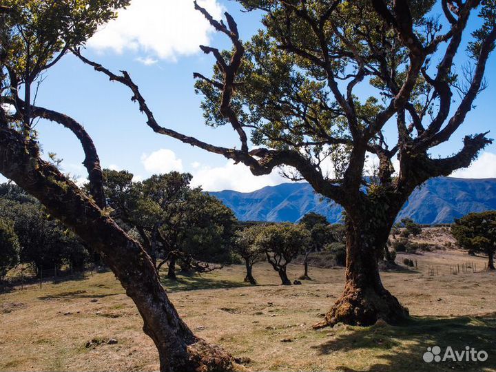 Экскурсия — Мадейра — Нескучное путешествие по Зап