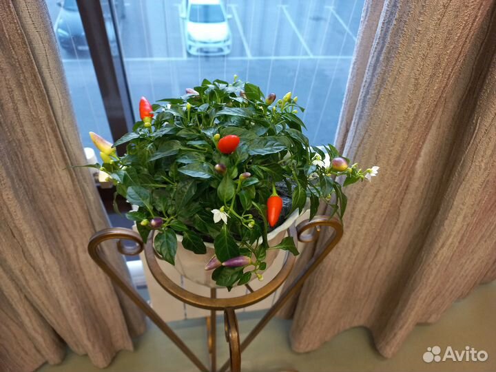 Перец острый 