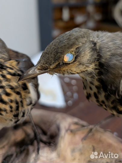 Чучело птицы певчий дрозд