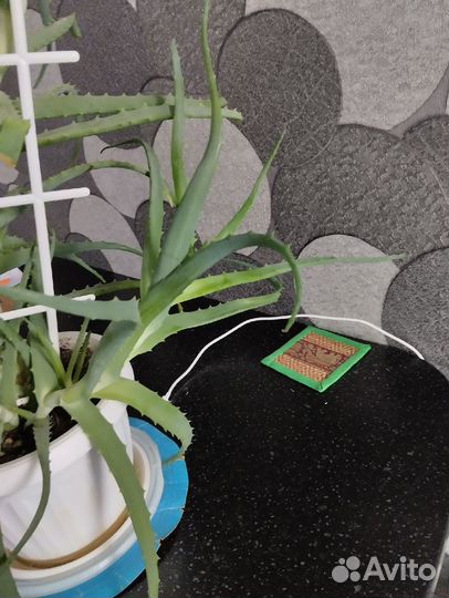 Комнатные цветы алоэ