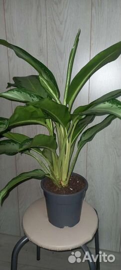Аглаонема Клеопатра