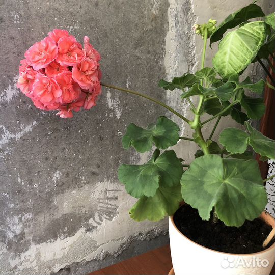 Пеларгония