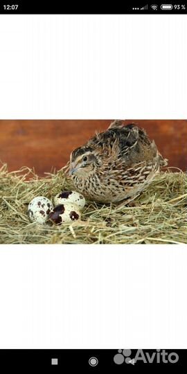 Яйца перепелиные домашние