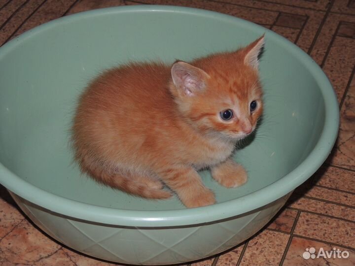 Котята в добрые руки даром