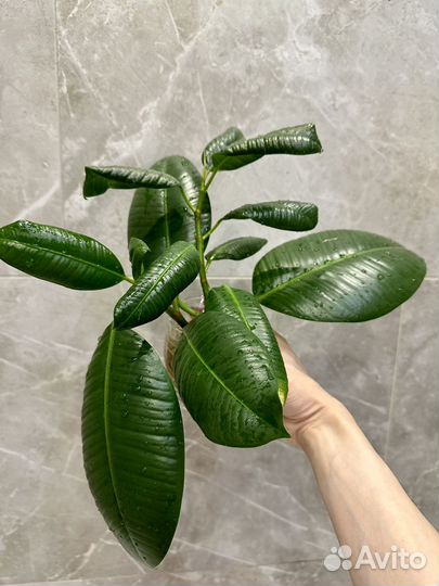 Фикус эластика