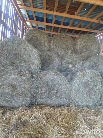 Продам сено в рулонах свежий укос
