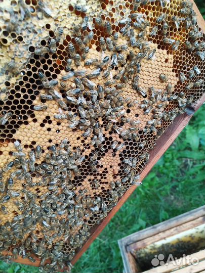 Пчелосемьи