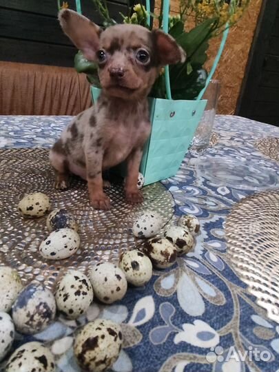 Чихуахуа Мраморный