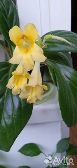 Комнатные цветы 1