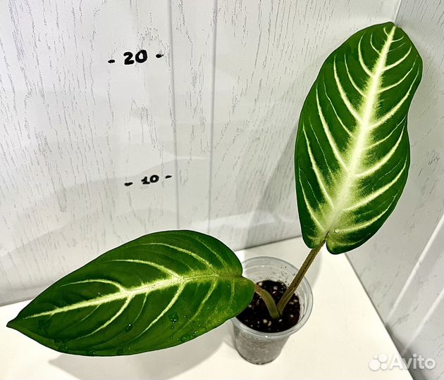 Ксантозома линдена