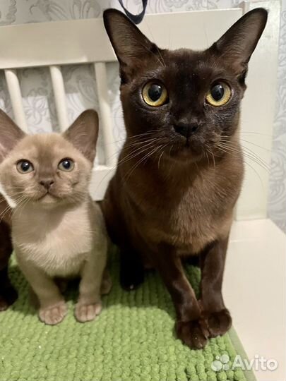 Бурманская