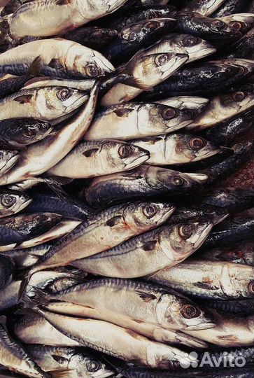Готовый бизнес свежая и морская рыба