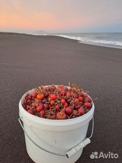 Шиповник крупноплодный океан