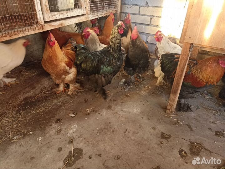 Петух Брама