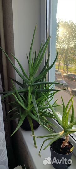 Алоэ вера большой