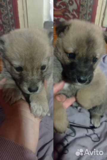 Щеночки в добрые руки