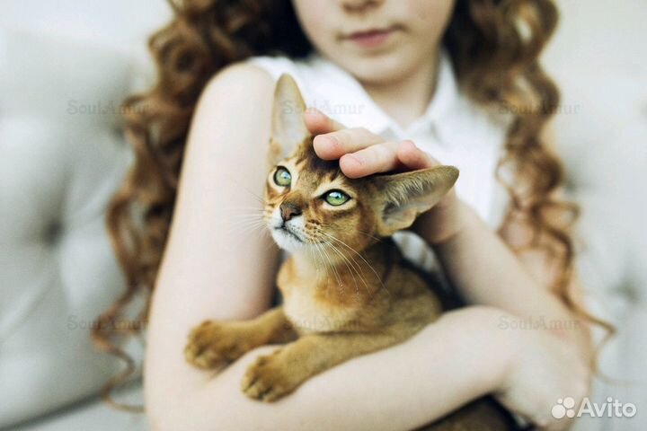 Абиссинские котята