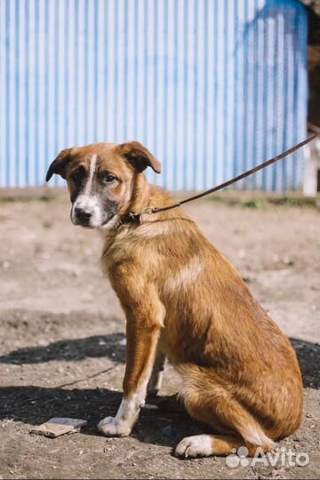 Собака бесплатно