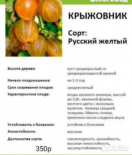 Крыжовник, актинидии