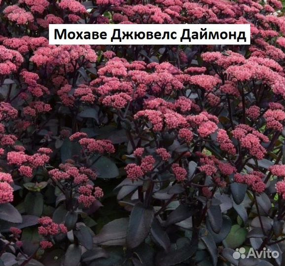 Очиток пурпурный