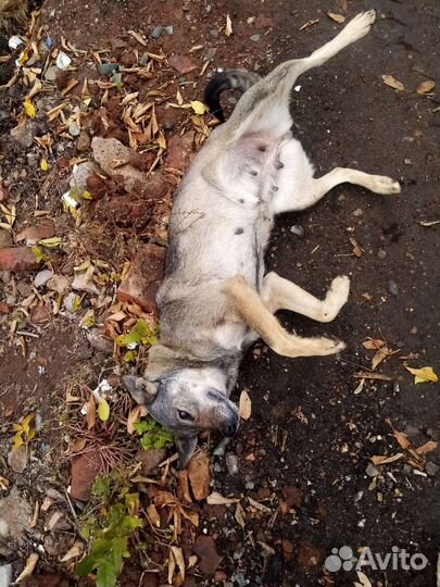 Мясокостный фарш корм для собак кур и кошек. Обмен