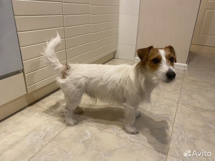 Вязка джек рассел терьер