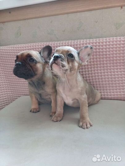 Французский бульдог