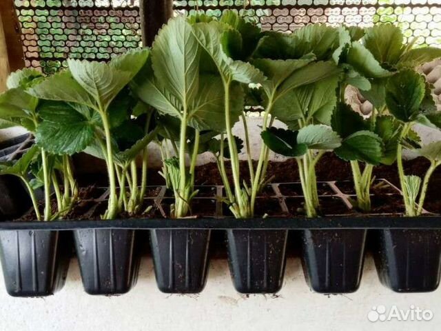 Рассада клубники ремонтантные сорта