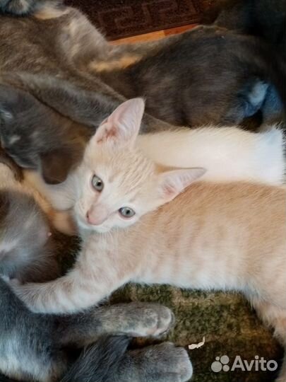Котики в добрые руки