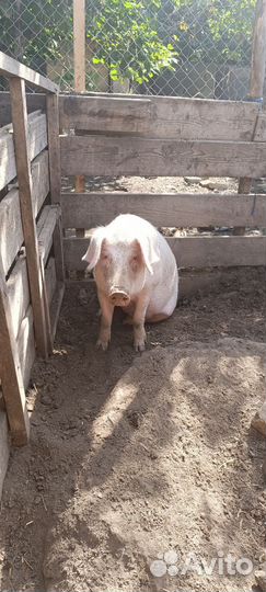 Поросенок ландрас хряк