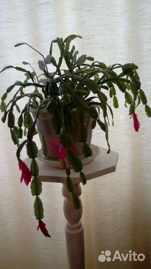 Цветок Декабрист