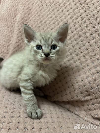 Отдам котенка в добрые руки