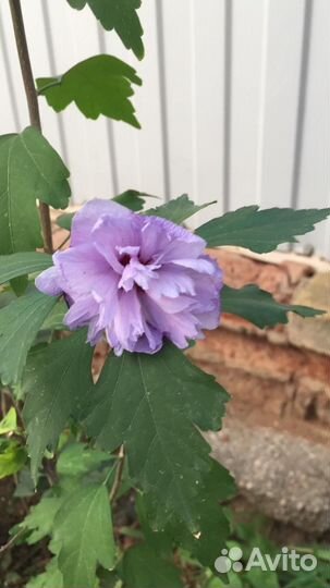 Гибискус мохровый