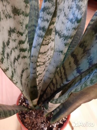 Сансевиерия,тещин язык