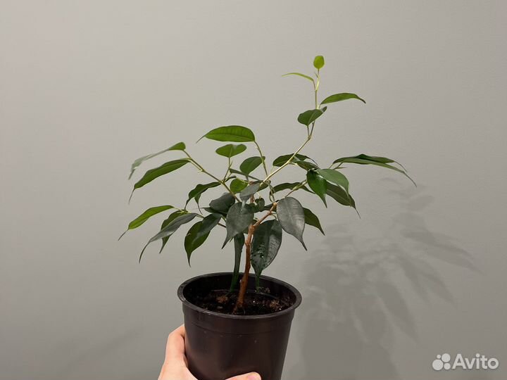 Фикус бенджамина