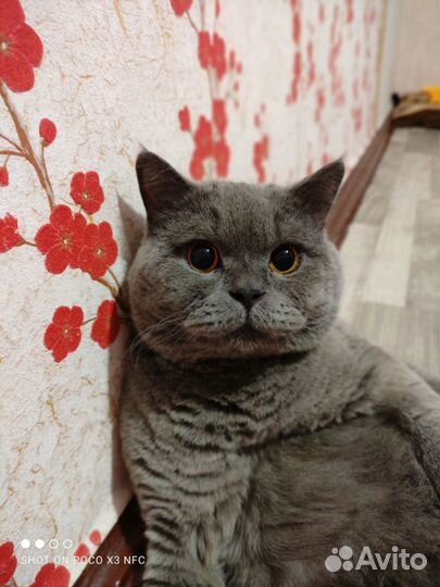 Британский кот. Вязка
